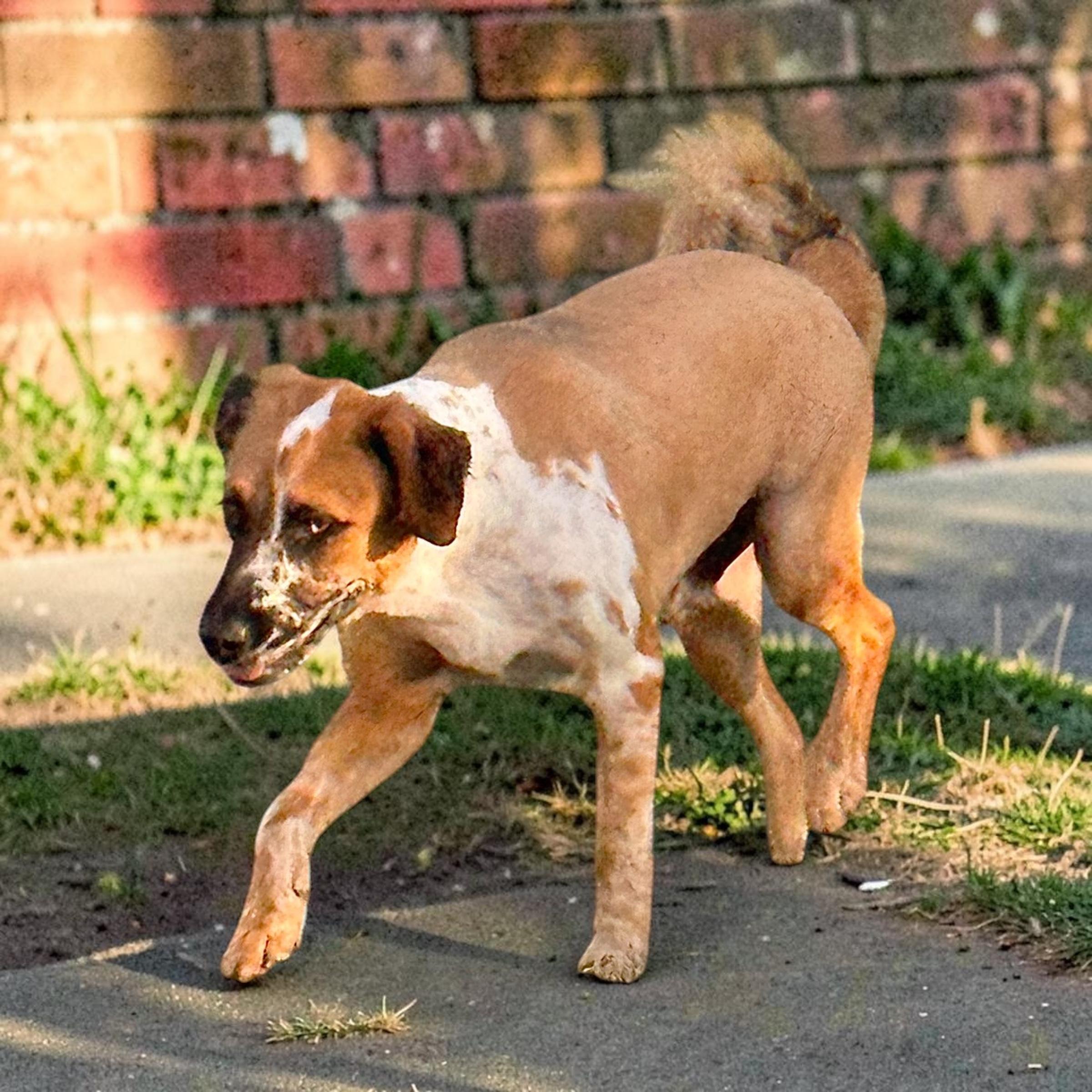 Enlarge Baron, a Adoptable mixed breed in Boerne, TX image 3/4