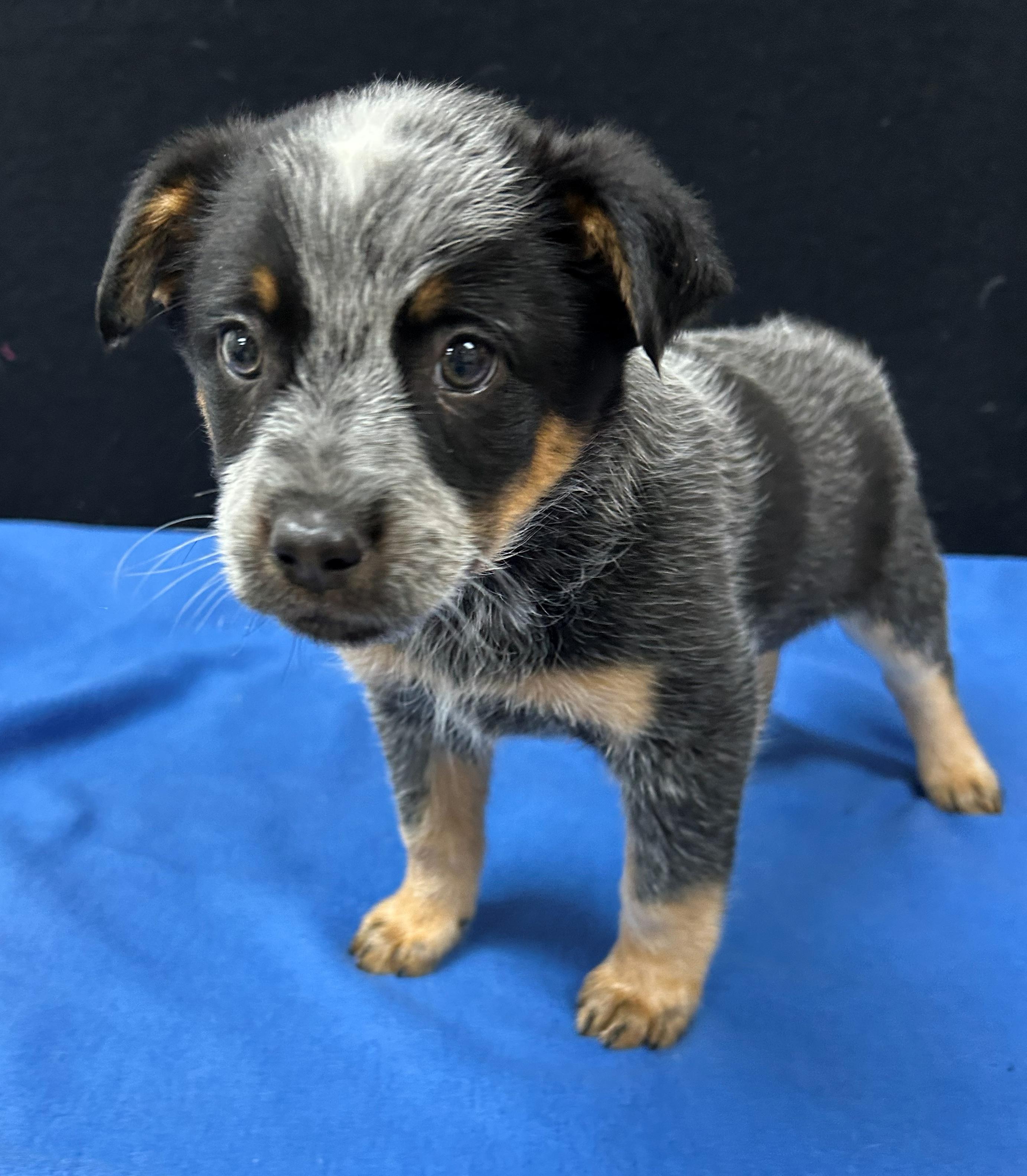 Tito, adopted, Puppy Male Australian Cattle Dog / Blue Heeler.