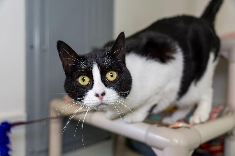 Luna Tula, Adoptable, Adult Female Domestic Short Hair.