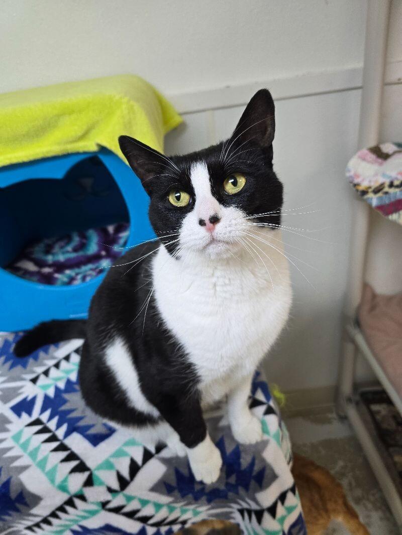 Enlarge Luna Tula, a Adoptable Domestic Short Hair in Arlington, WA image 2/6