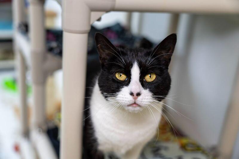 Enlarge Luna Tula, a Adoptable Domestic Short Hair in Arlington, WA image 3/6