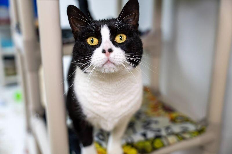 Enlarge Luna Tula, a Adoptable Domestic Short Hair in Arlington, WA image 5/6