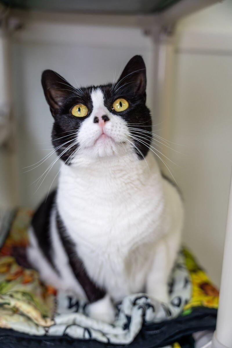 Enlarge Luna Tula, a Adoptable Domestic Short Hair in Arlington, WA image 6/6