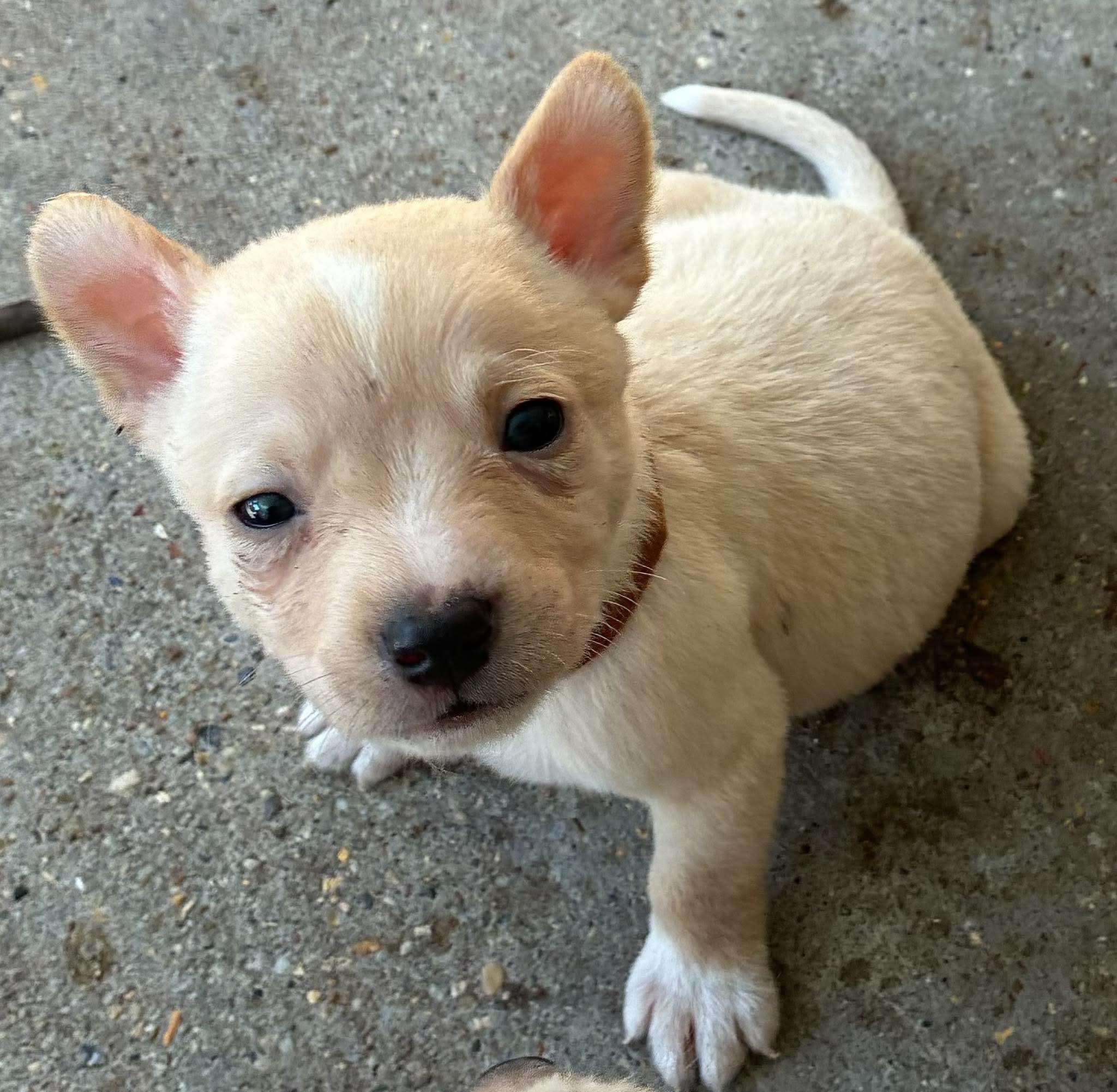 Enlarge Kip (Such a Cutie patootie), a Adoptable mixed breed in Mt laurel Township, NJ image 1/6