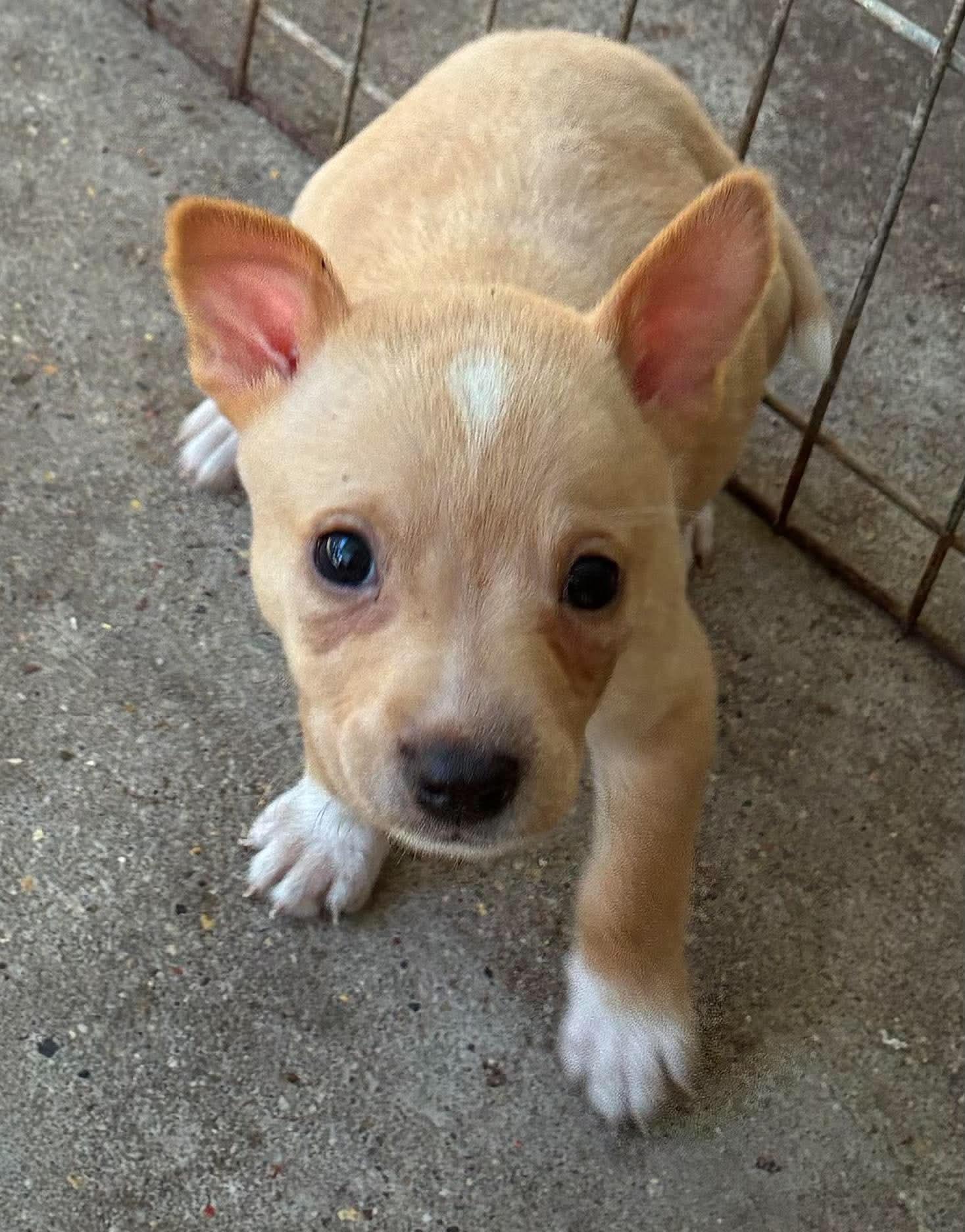 Enlarge Kip (Such a Cutie patootie), a Adoptable mixed breed in Mt laurel Township, NJ image 4/6