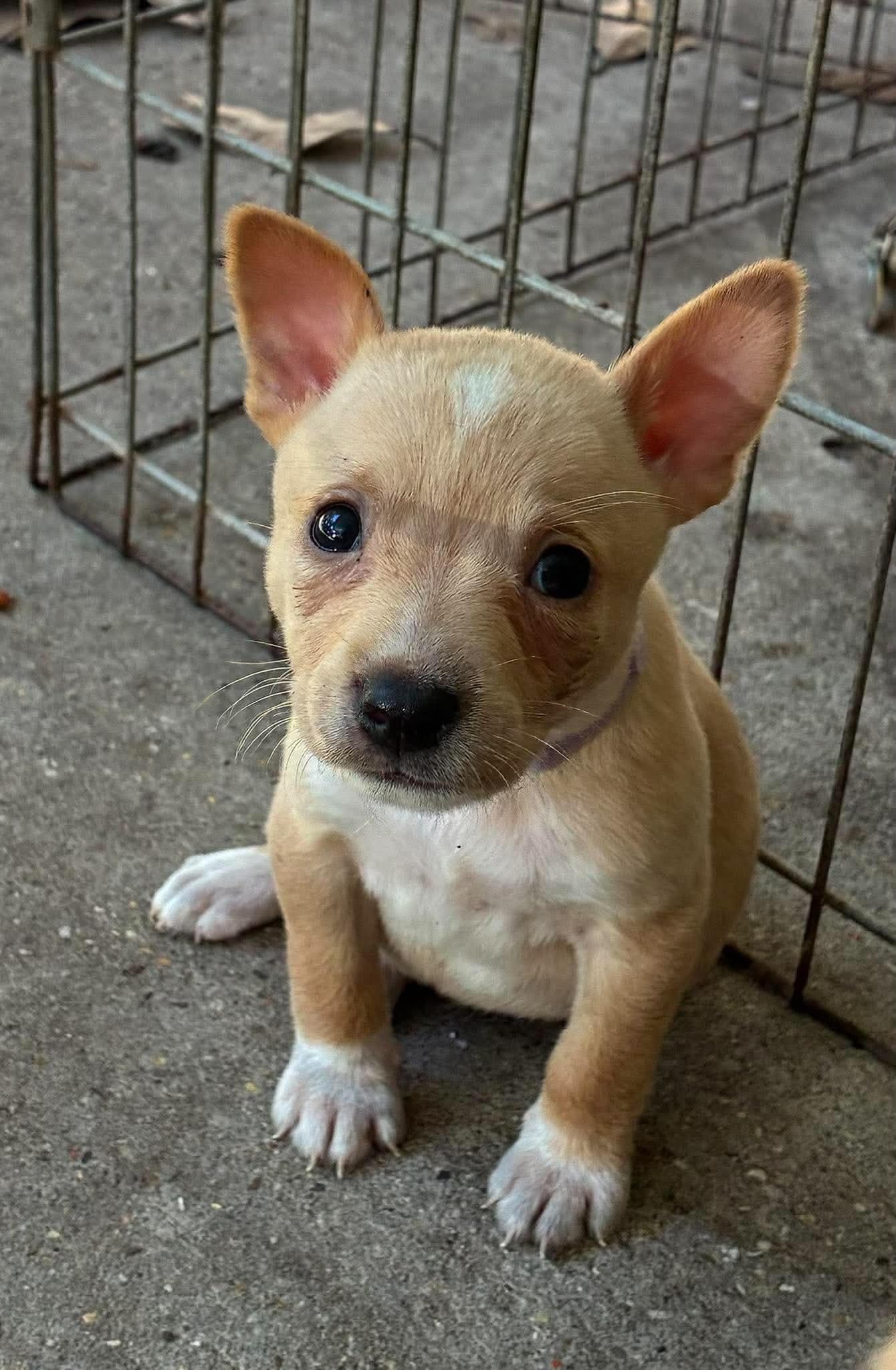 Enlarge Kip (Such a Cutie patootie), a Adoptable mixed breed in Mt laurel Township, NJ image 2/6