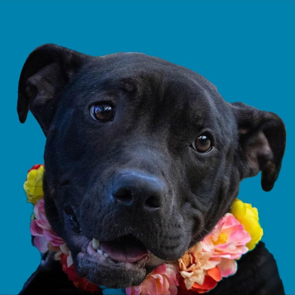 Rose, a Adoptable mixed breed in Lago Vista, TX image 1/4