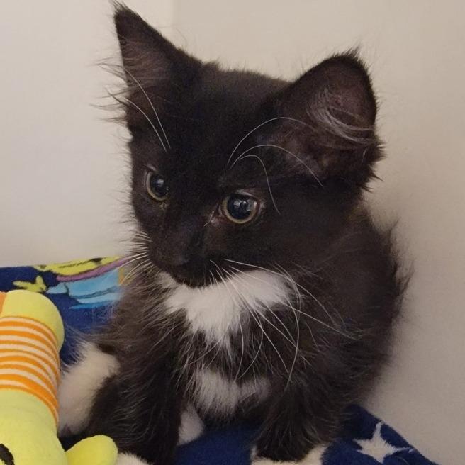 Princess Daisy, Adoptable, Kitten Female Domestic Medium Hair.
