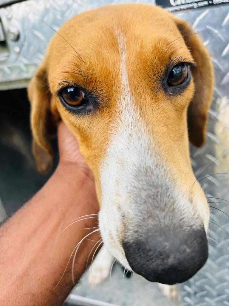 Enlarge 26-428 Pip, a Adoptable Hound in Tarboro, NC image 1/3