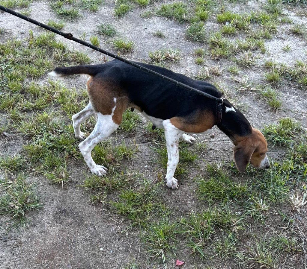 Enlarge 26-428 Pip, a Adoptable Hound in Tarboro, NC image 2/3