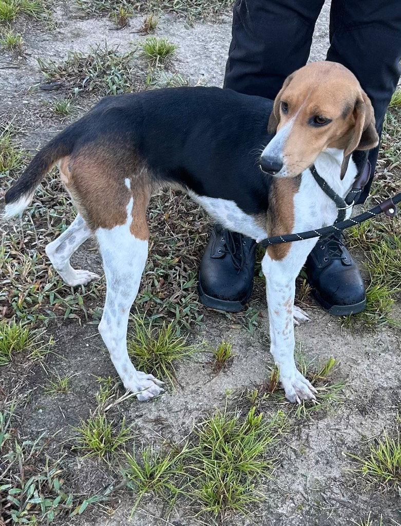 Enlarge 26-428 Pip, a Adoptable Hound in Tarboro, NC image 3/3