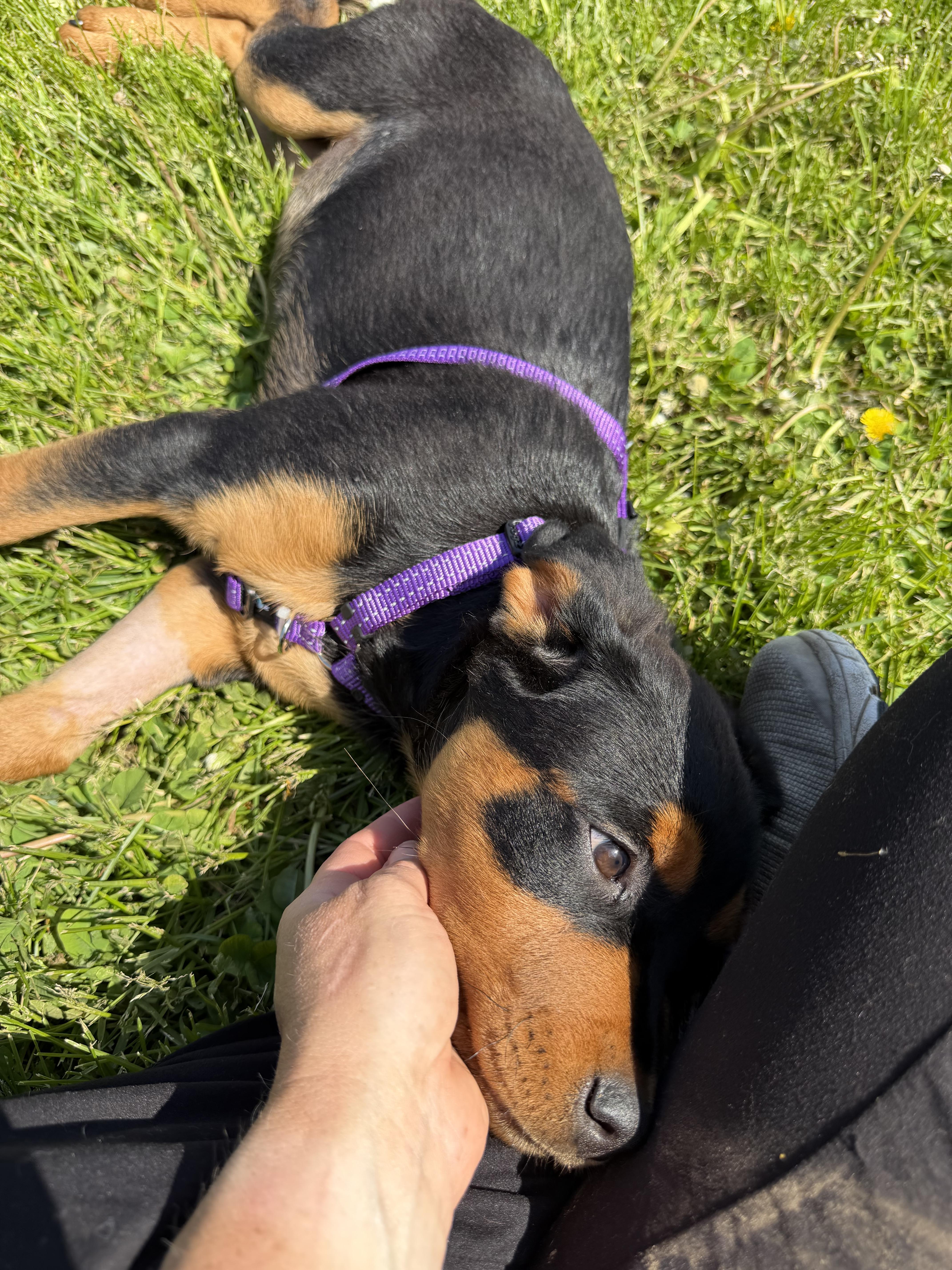 Aster, a Adoptable Rottweiler in Lincoln, NE image 3/5