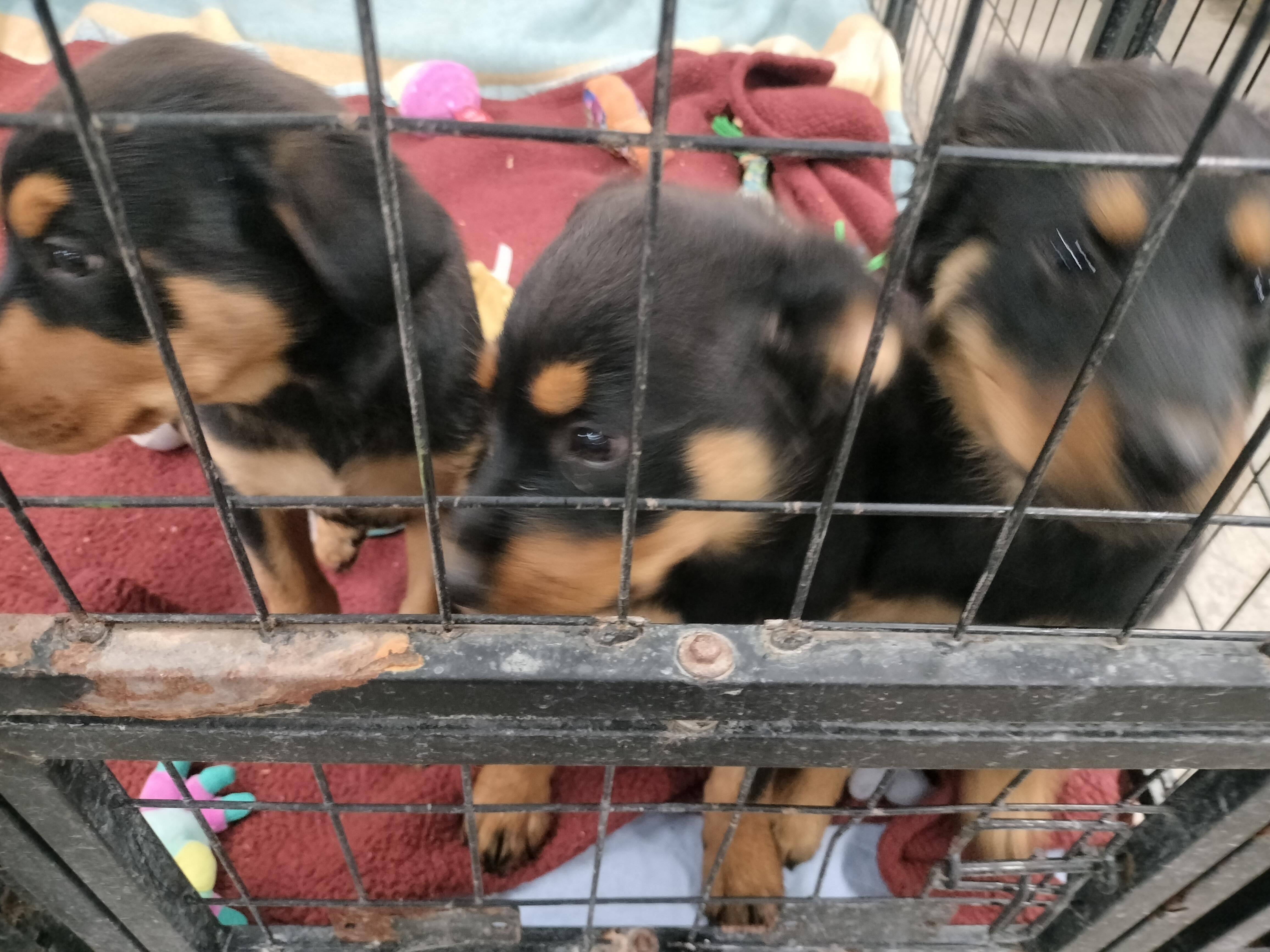 Enlarge Aster, a Adoptable Rottweiler in Lincoln, NE image 2/3