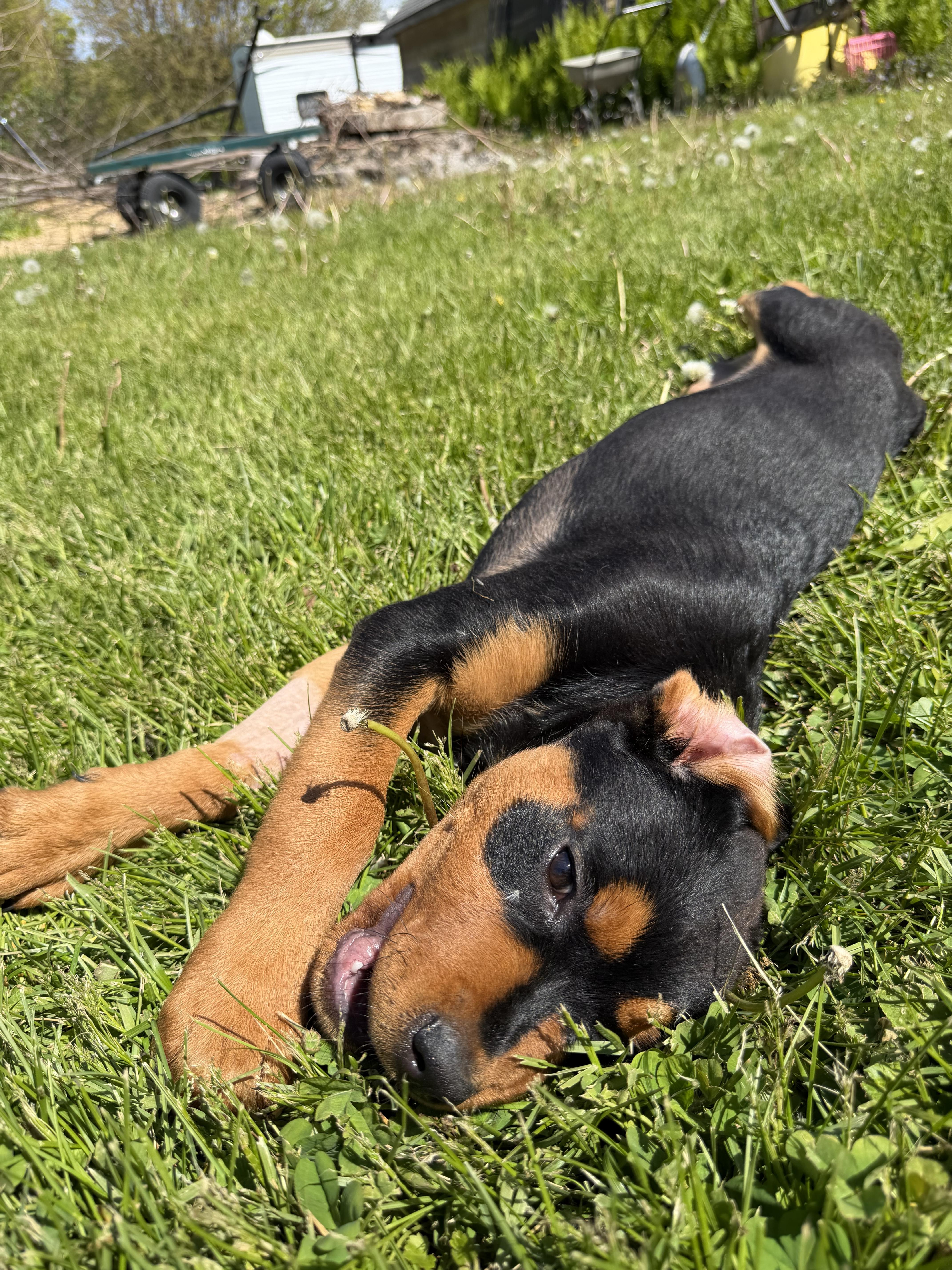 Aster, a Adoptable Rottweiler in Lincoln, NE image 5/5