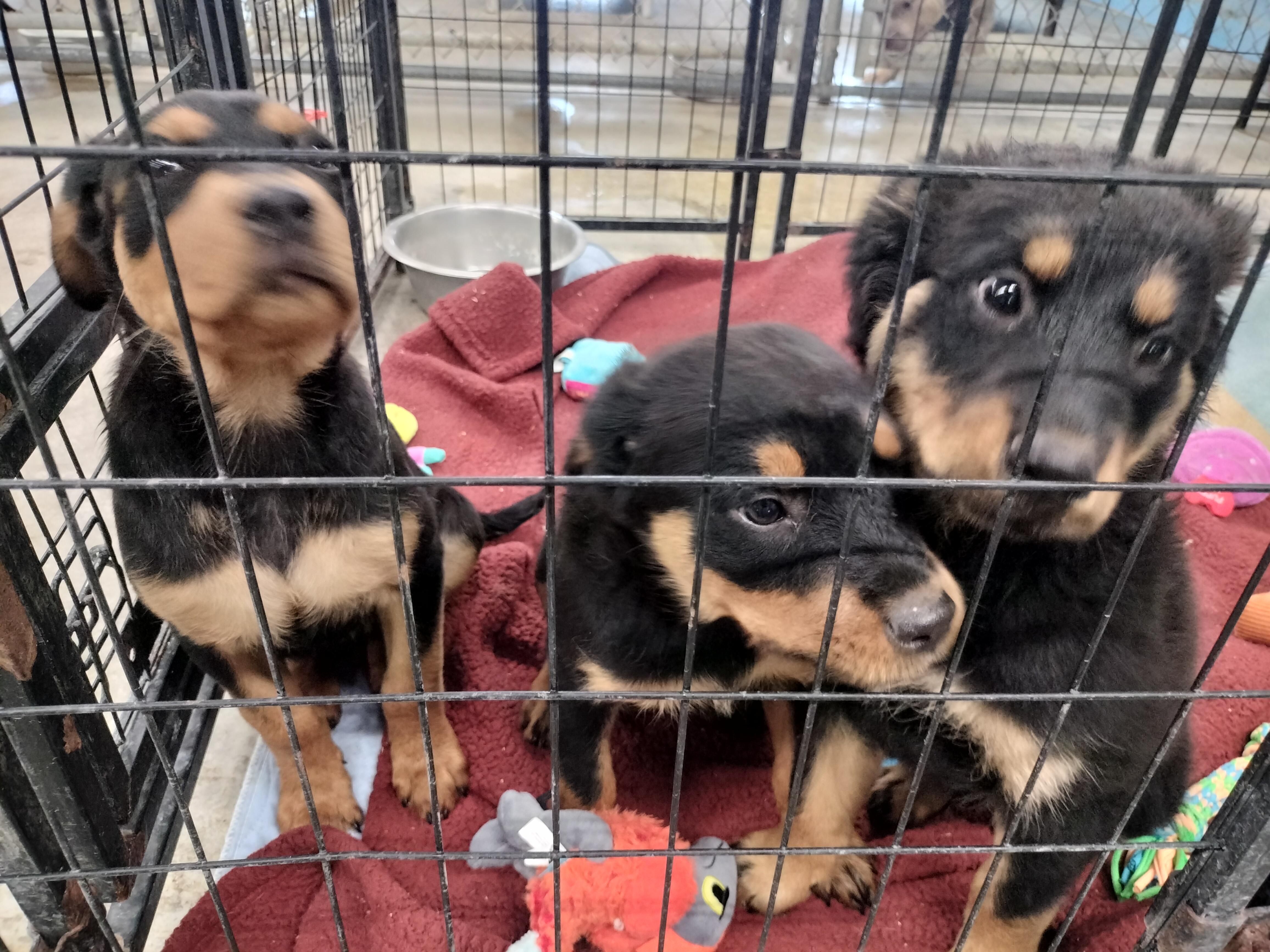 Enlarge Aster, a Adoptable Rottweiler in Lincoln, NE image 3/3