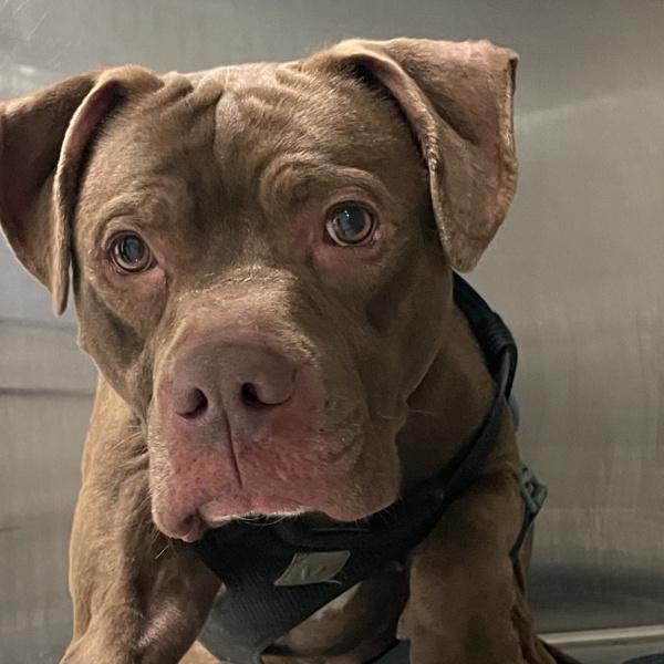 Enlarge Hershey, a Adoptable mixed breed in Des Moines, IA image 2/2