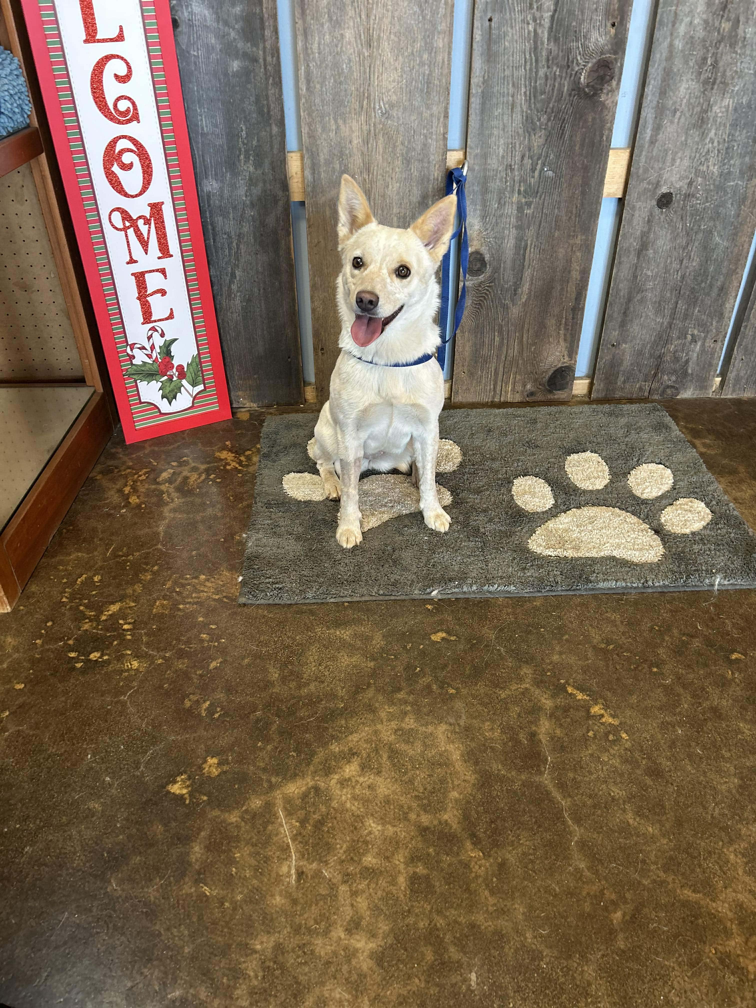 Enlarge PRANCIE    $425, a ADOPTABLE mixed breed in Milwaukee, WI image 6/6