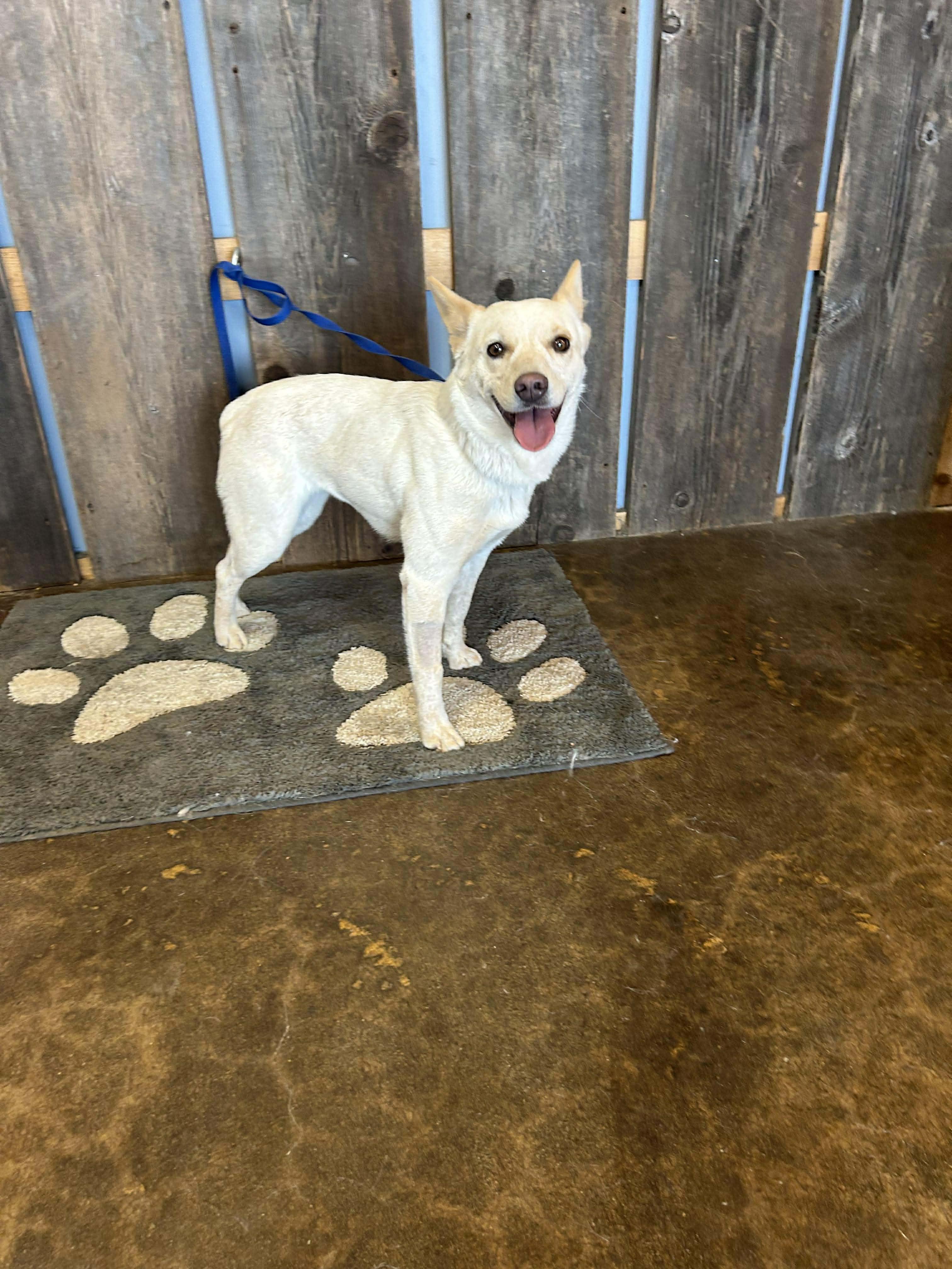 Enlarge PRANCIE    $425, a ADOPTABLE mixed breed in Milwaukee, WI image 5/6