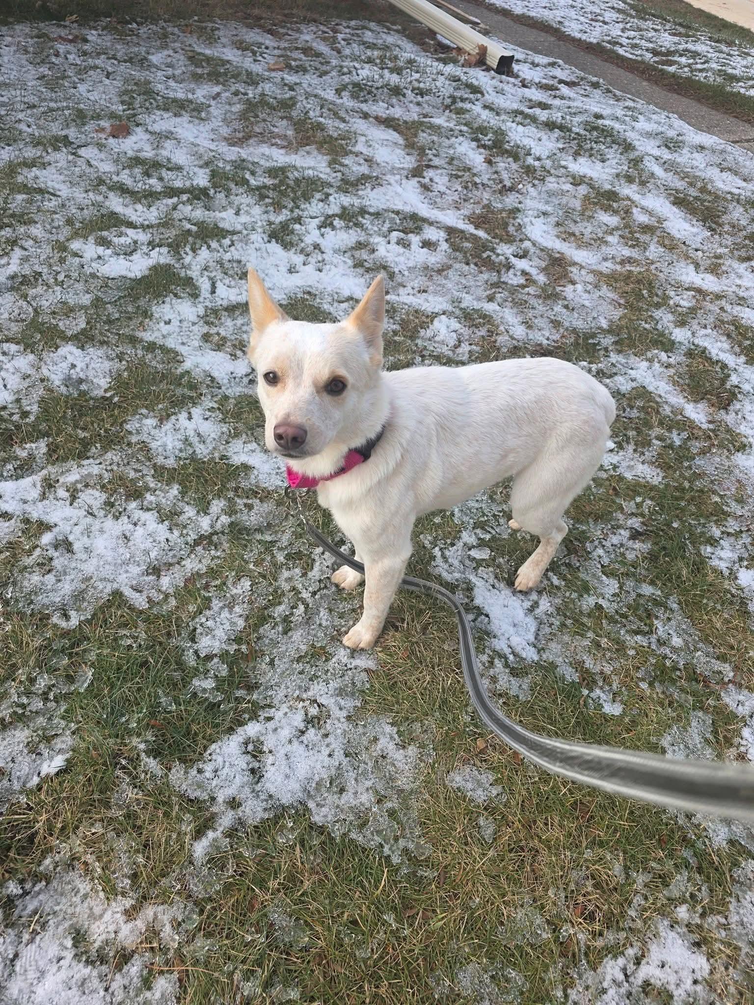 Enlarge PRANCIE    $425, a ADOPTABLE mixed breed in Milwaukee, WI image 6/6