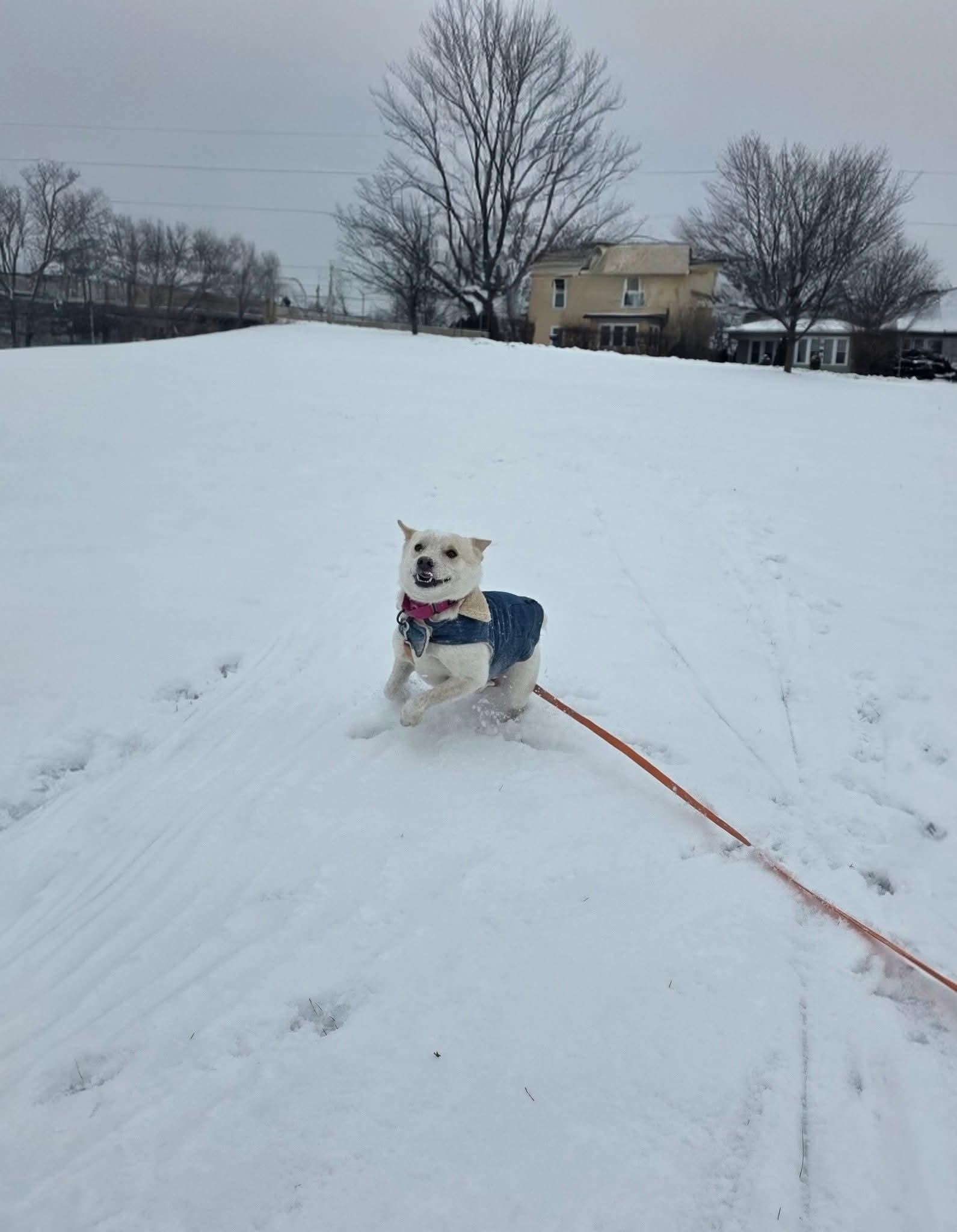 Enlarge PRANCIE    $425, a ADOPTABLE mixed breed in Milwaukee, WI image 3/6