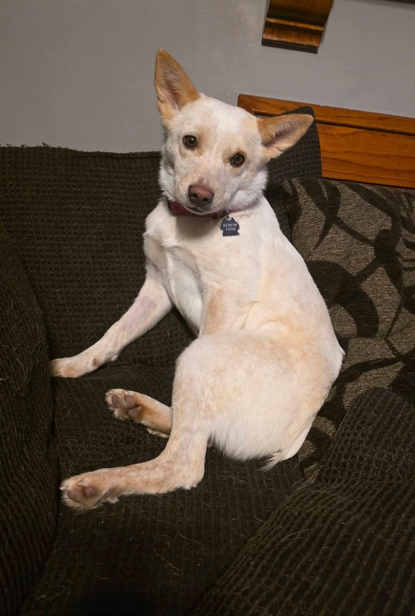 Enlarge PRANCIE    $425, a ADOPTABLE mixed breed in Milwaukee, WI image 1/6