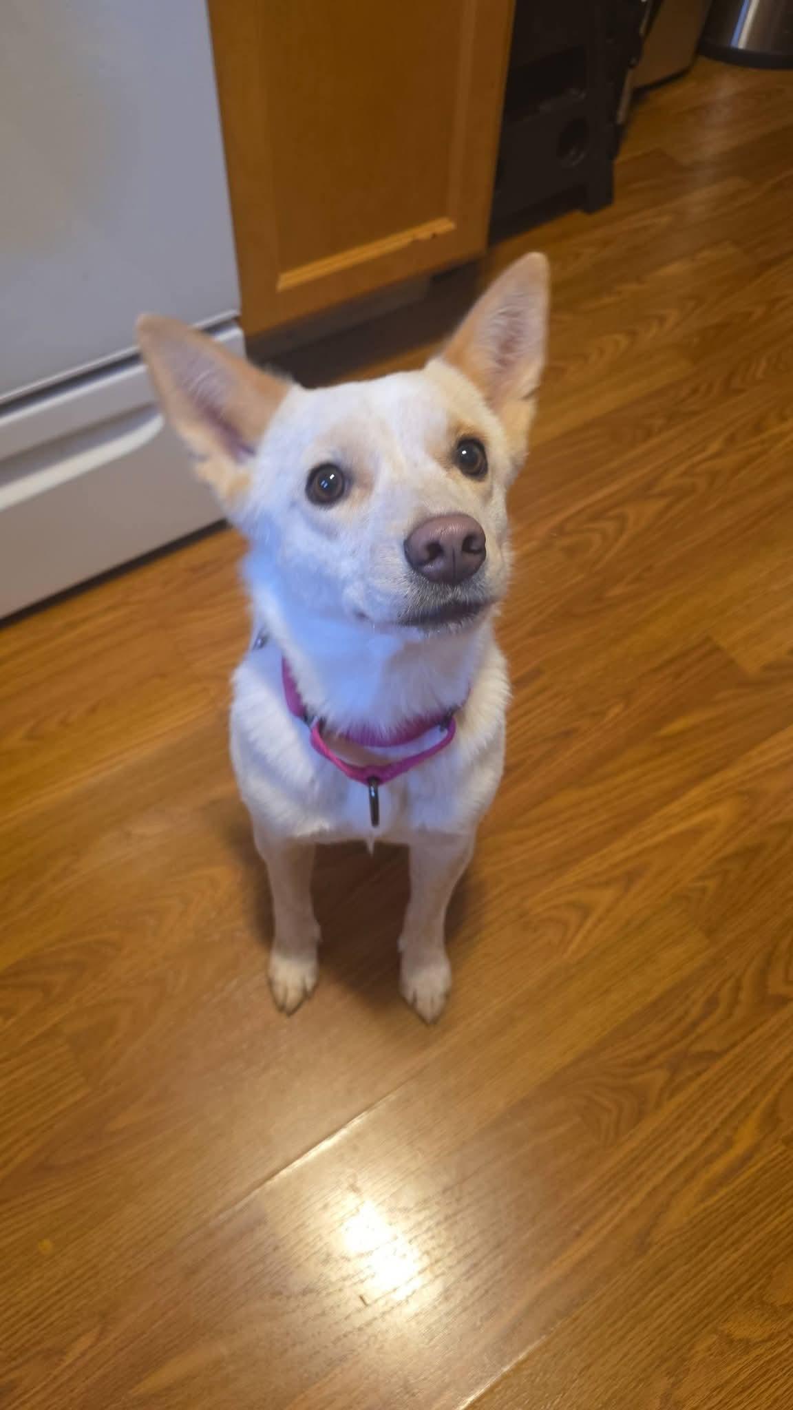 Enlarge PRANCIE    $425, a ADOPTABLE mixed breed in Milwaukee, WI image 4/6