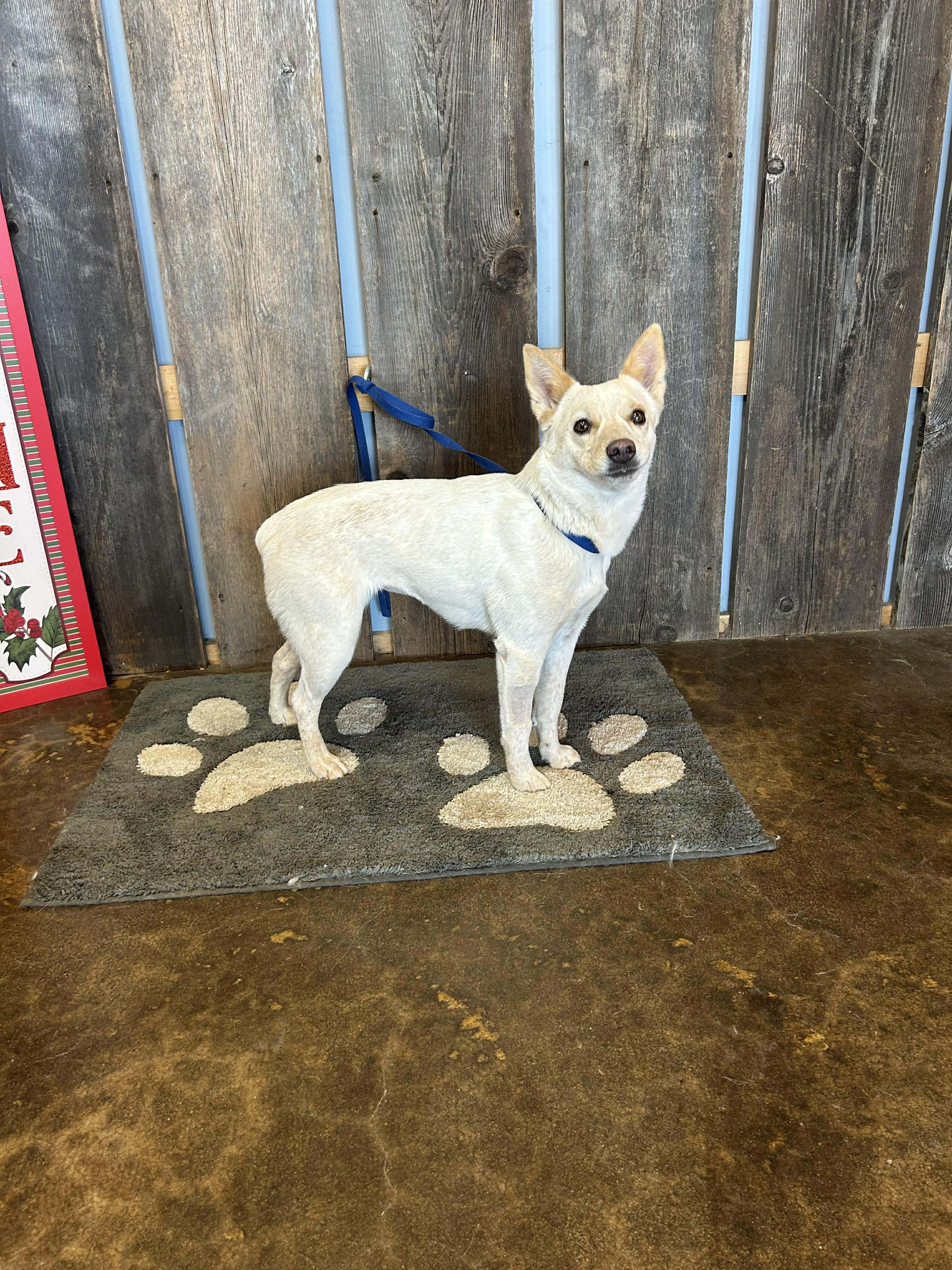 PRANCIE    $425, ADOPTABLE, Adult Female Australian Cattle Dog / Blue Heeler.