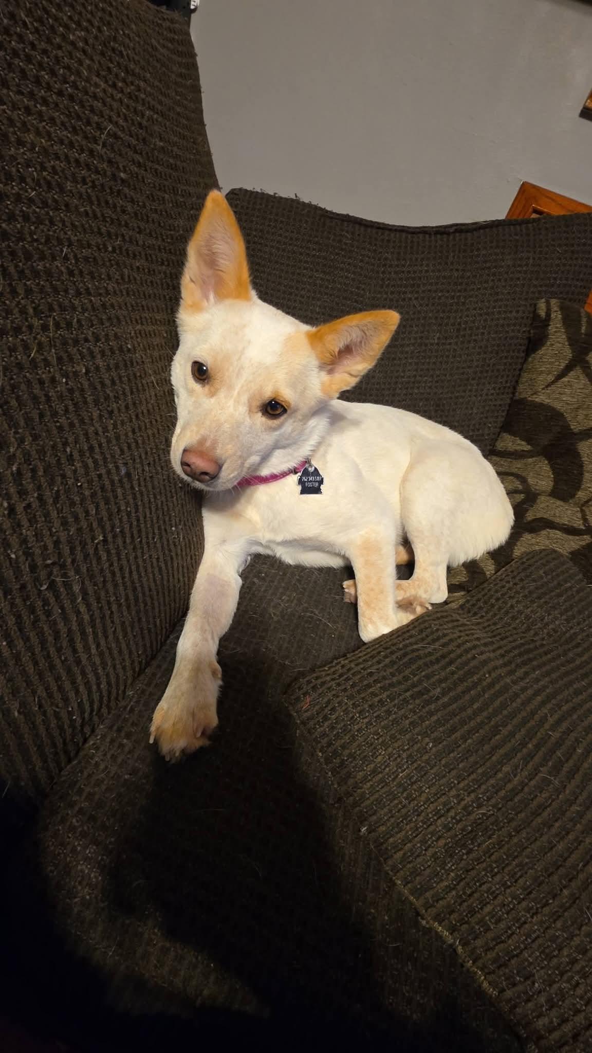 Enlarge PRANCIE    $425, a ADOPTABLE mixed breed in Milwaukee, WI image 5/6