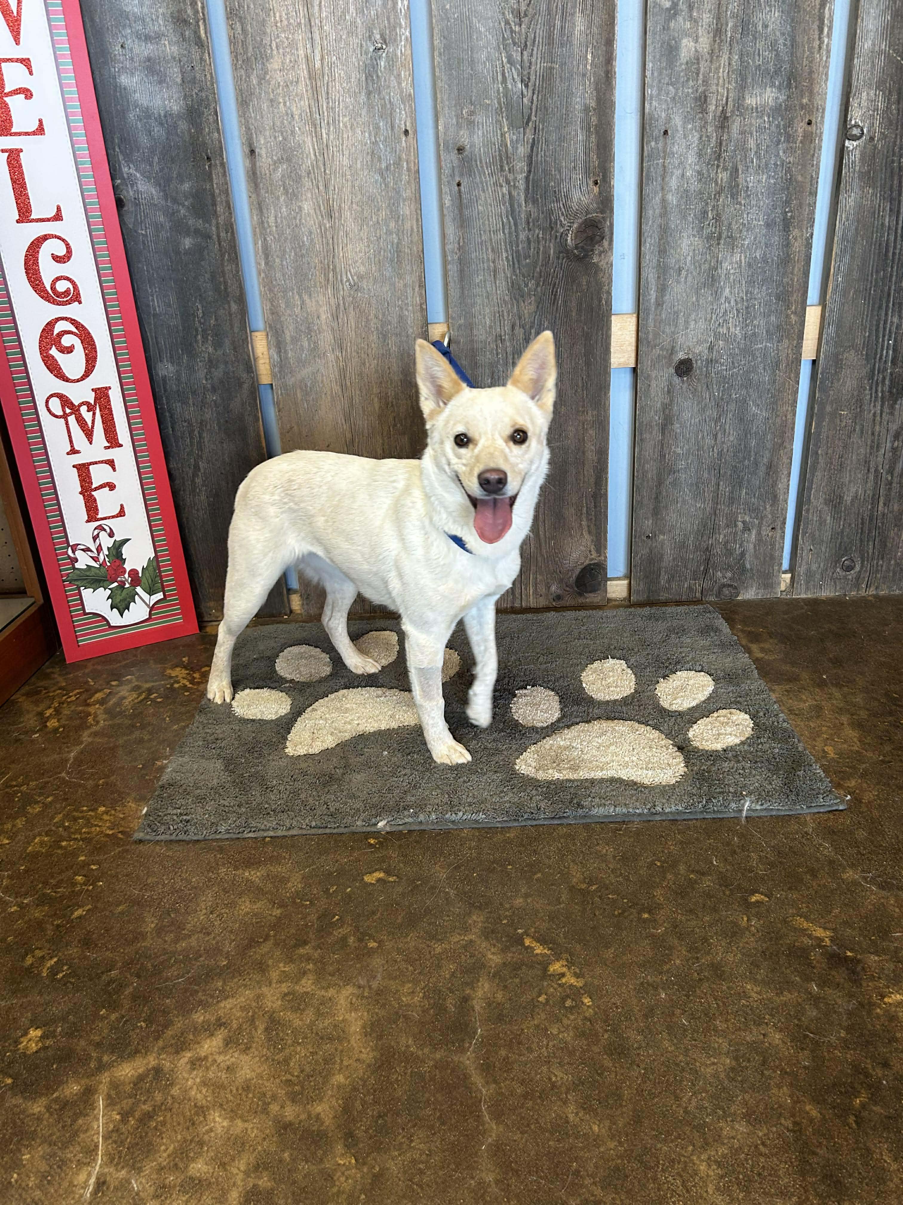 Enlarge PRANCIE    $425, a ADOPTABLE mixed breed in Milwaukee, WI image 4/6