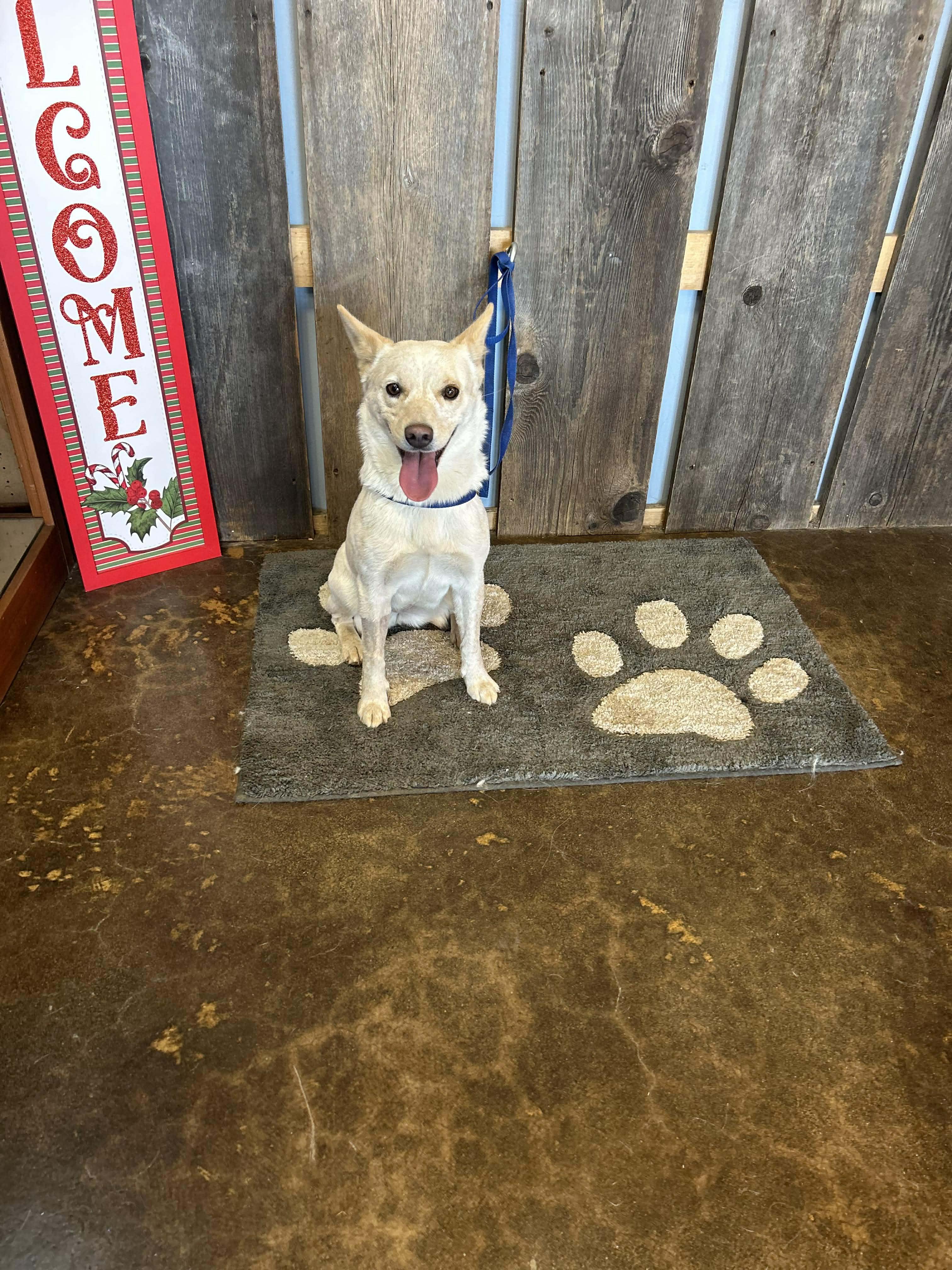 Enlarge PRANCIE    $425, a ADOPTABLE mixed breed in Milwaukee, WI image 3/6