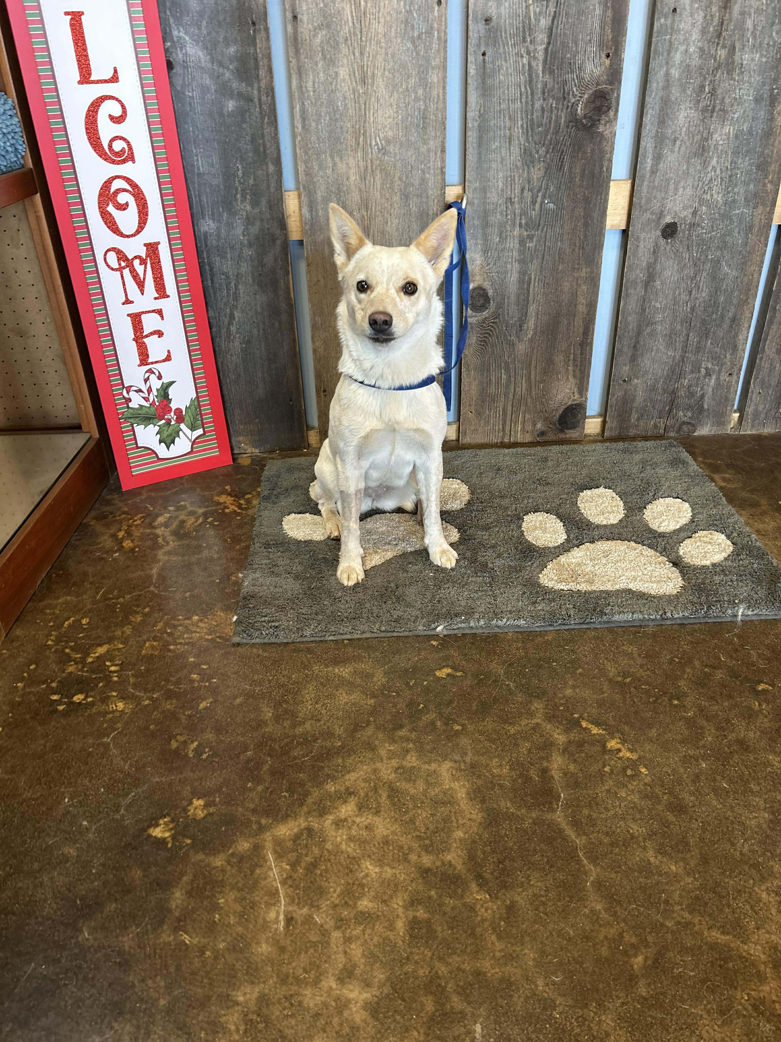 Enlarge PRANCIE    $425, a ADOPTABLE mixed breed in Milwaukee, WI image 2/6