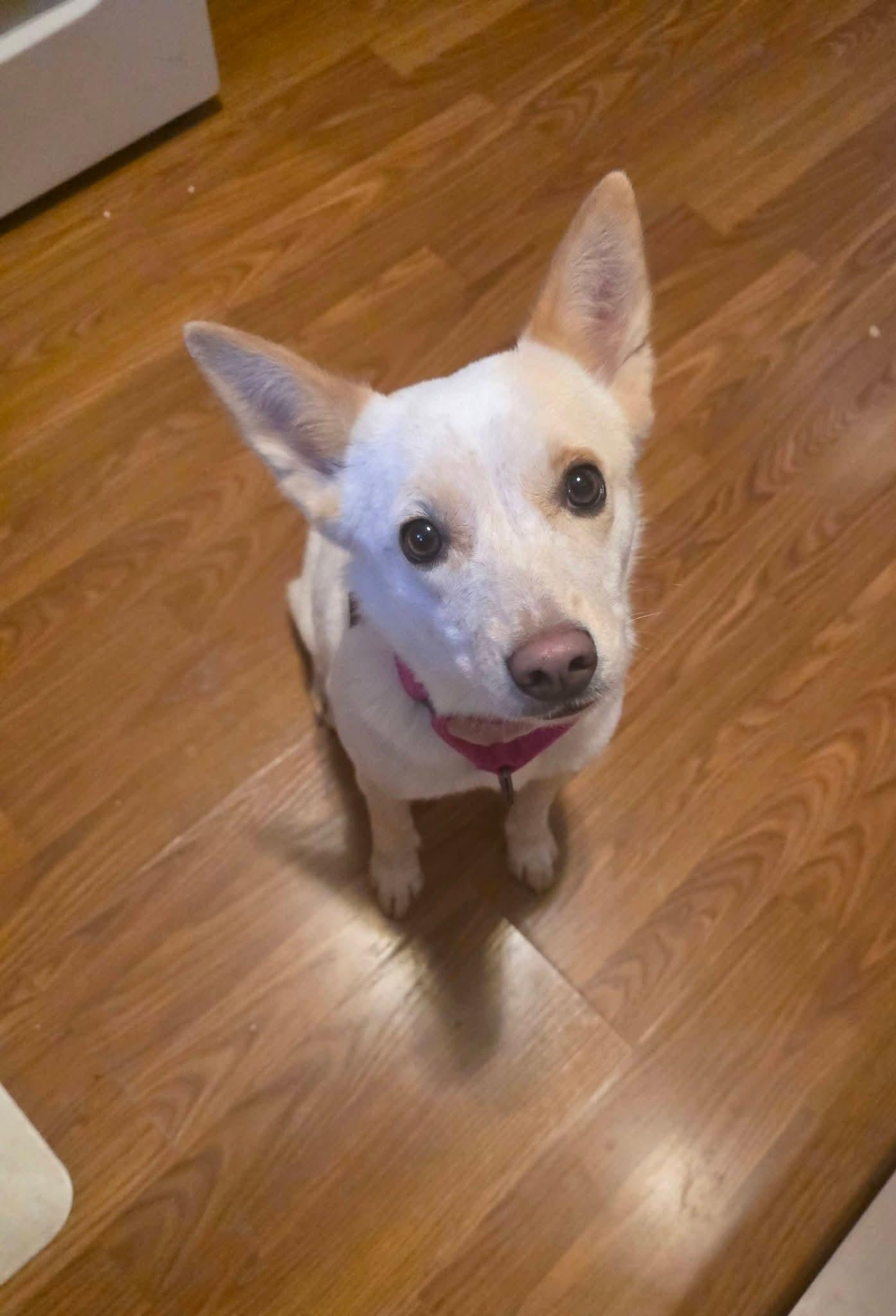 Enlarge PRANCIE    $425, a ADOPTABLE mixed breed in Milwaukee, WI image 2/6