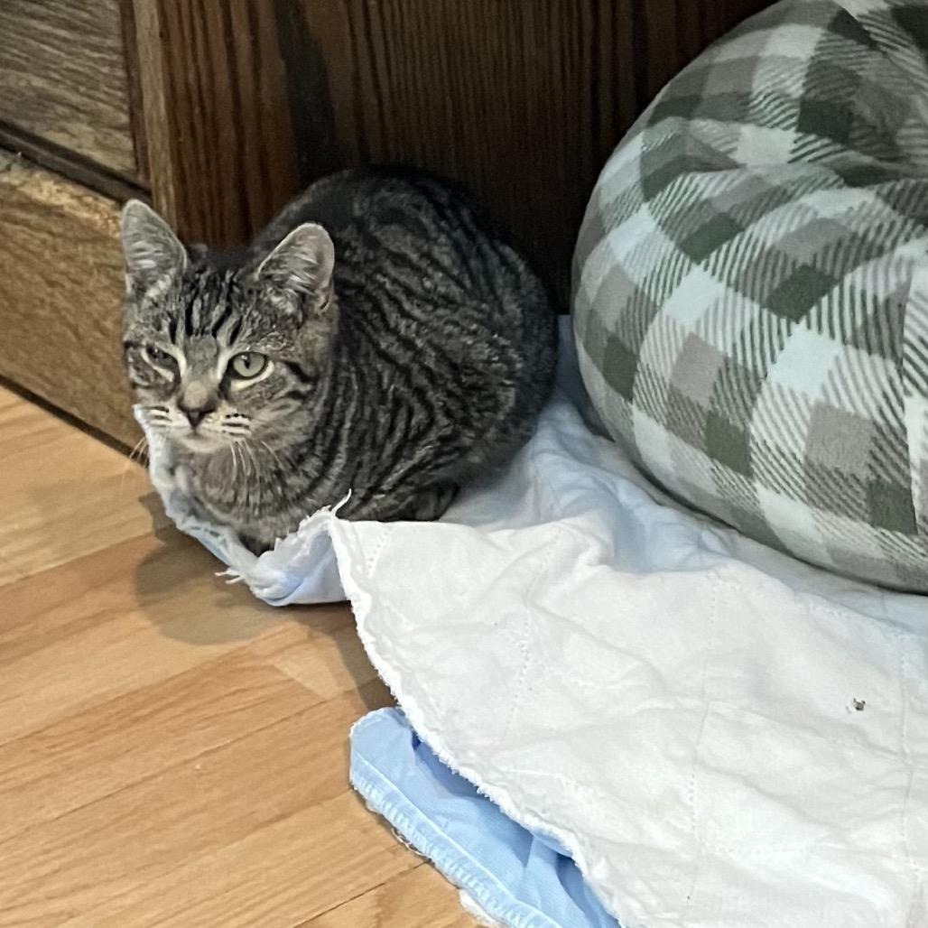 Chai, Adoptable, Young Female Domestic Short Hair.