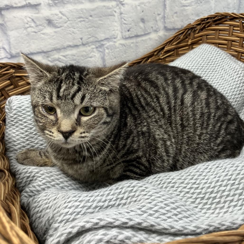 Chai, a Adoptable Domestic Short Hair in Harrisonburg, VA image 2/2