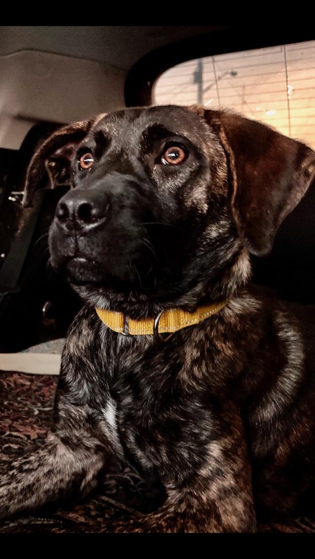 Enlarge Nica, a Adopted mixed breed in Cortlandt Manor, NY image 1/4