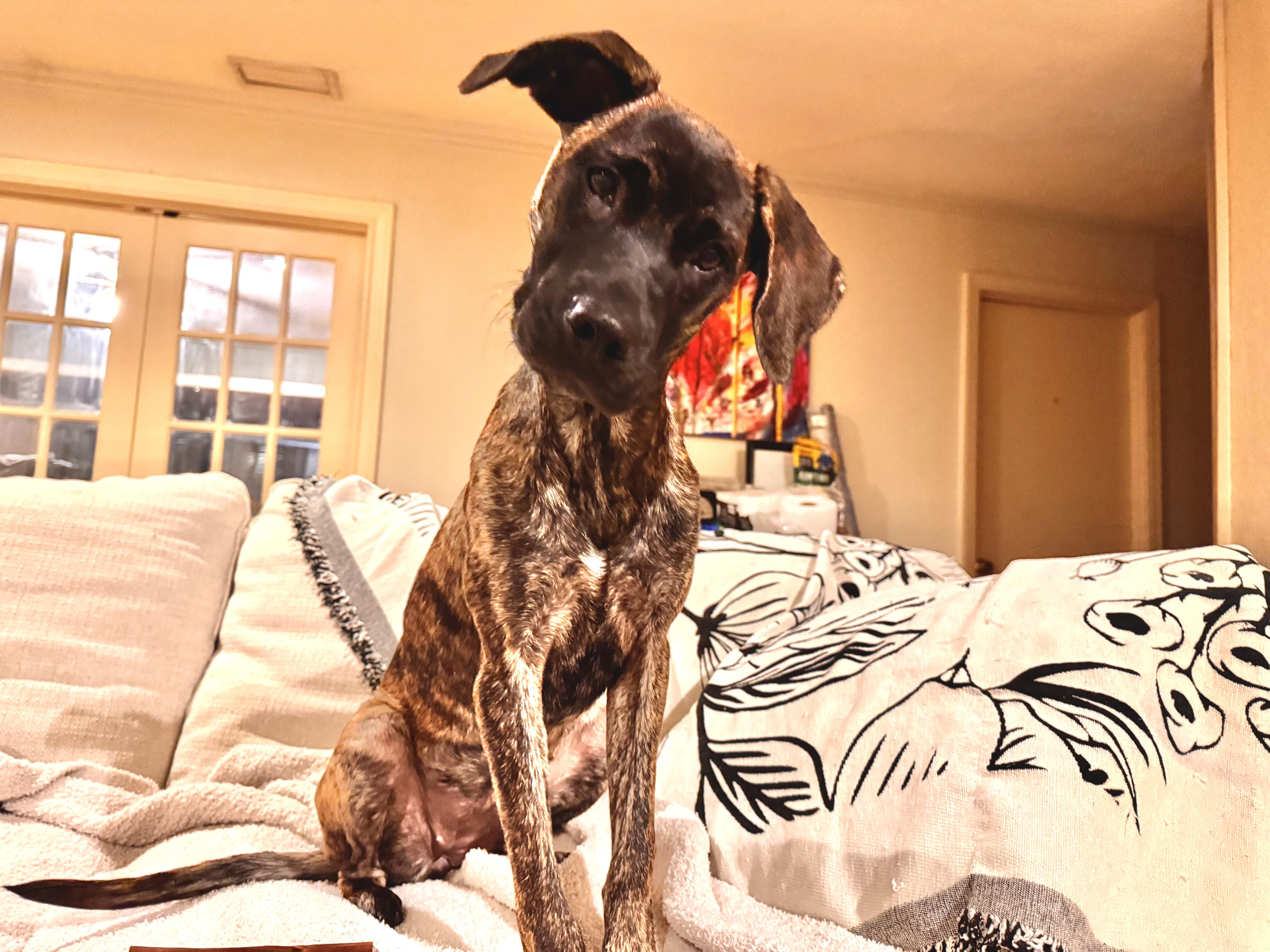 Enlarge Nica, a Adopted mixed breed in Cortlandt Manor, NY image 2/4