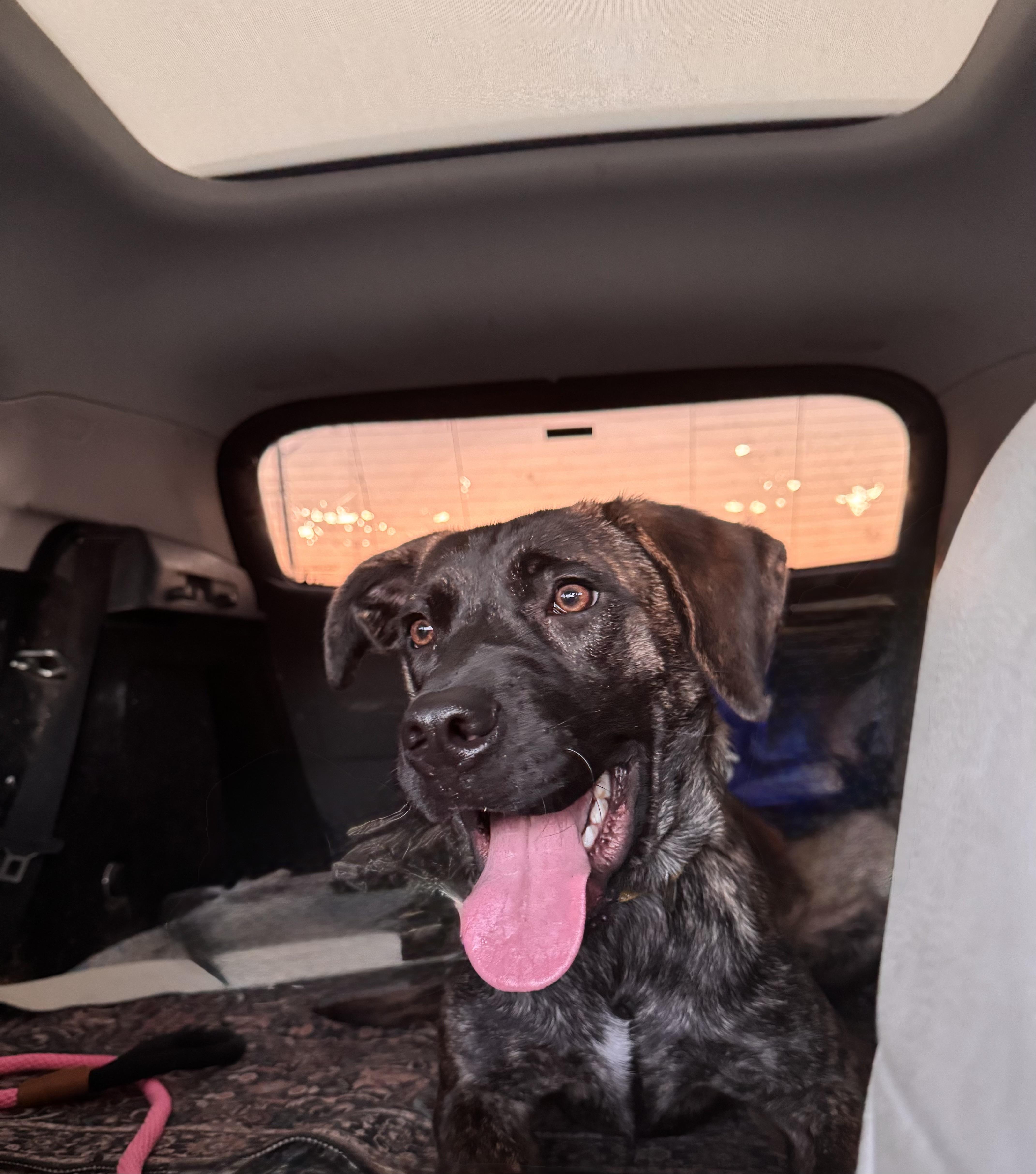 Enlarge Nica, a Adopted mixed breed in Cortlandt Manor, NY image 3/4