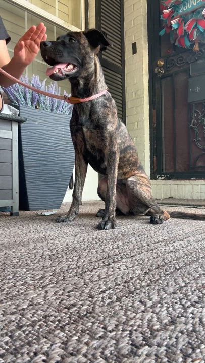 Enlarge Nica, a Adopted mixed breed in Cortlandt Manor, NY video 4/4