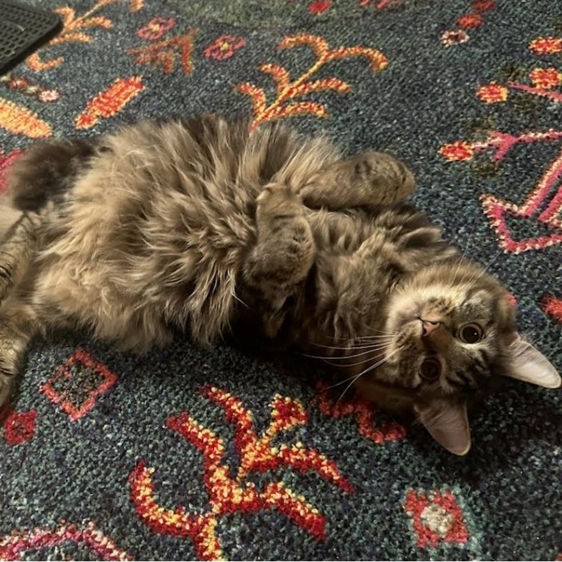 Tangle, Adoptable, Kitten Male Domestic Medium Hair.