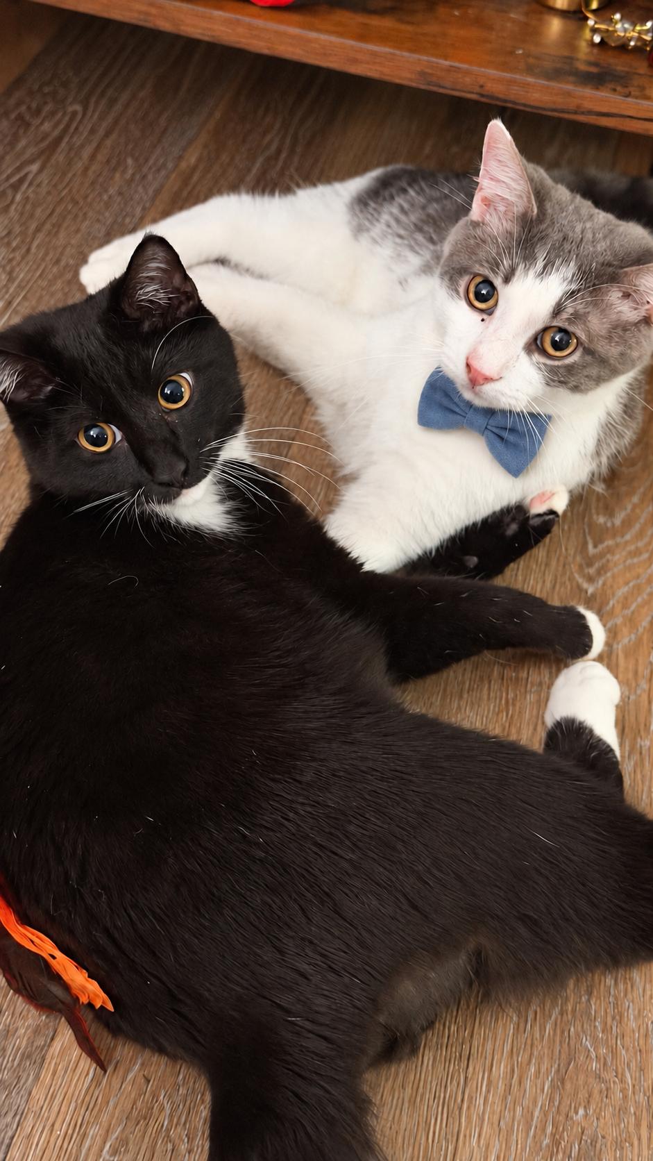 Enlarge Archie, a Adoptable American Shorthair in Charlotte, NC image 2/3