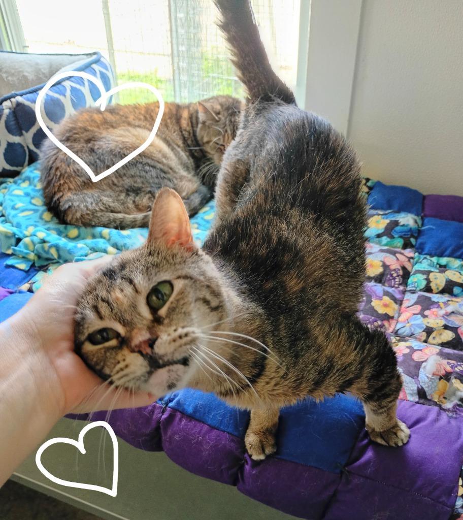 Princess, Adoptable, Senior Female Domestic Short Hair.