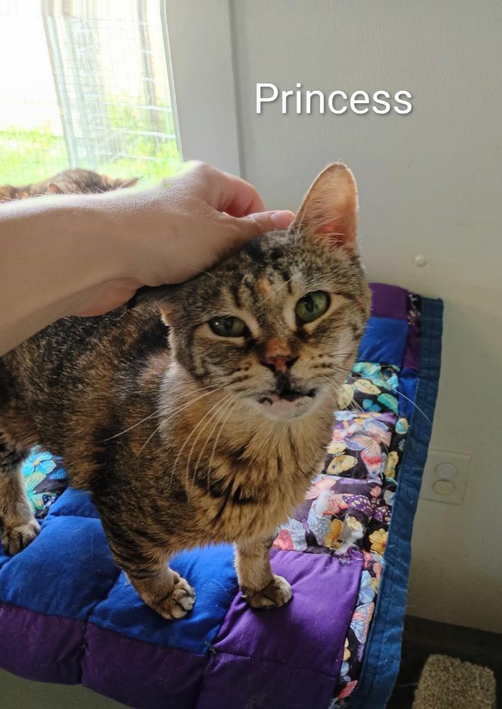 Princess, a Adoptable mixed breed in Saint James, MN image 3/4
