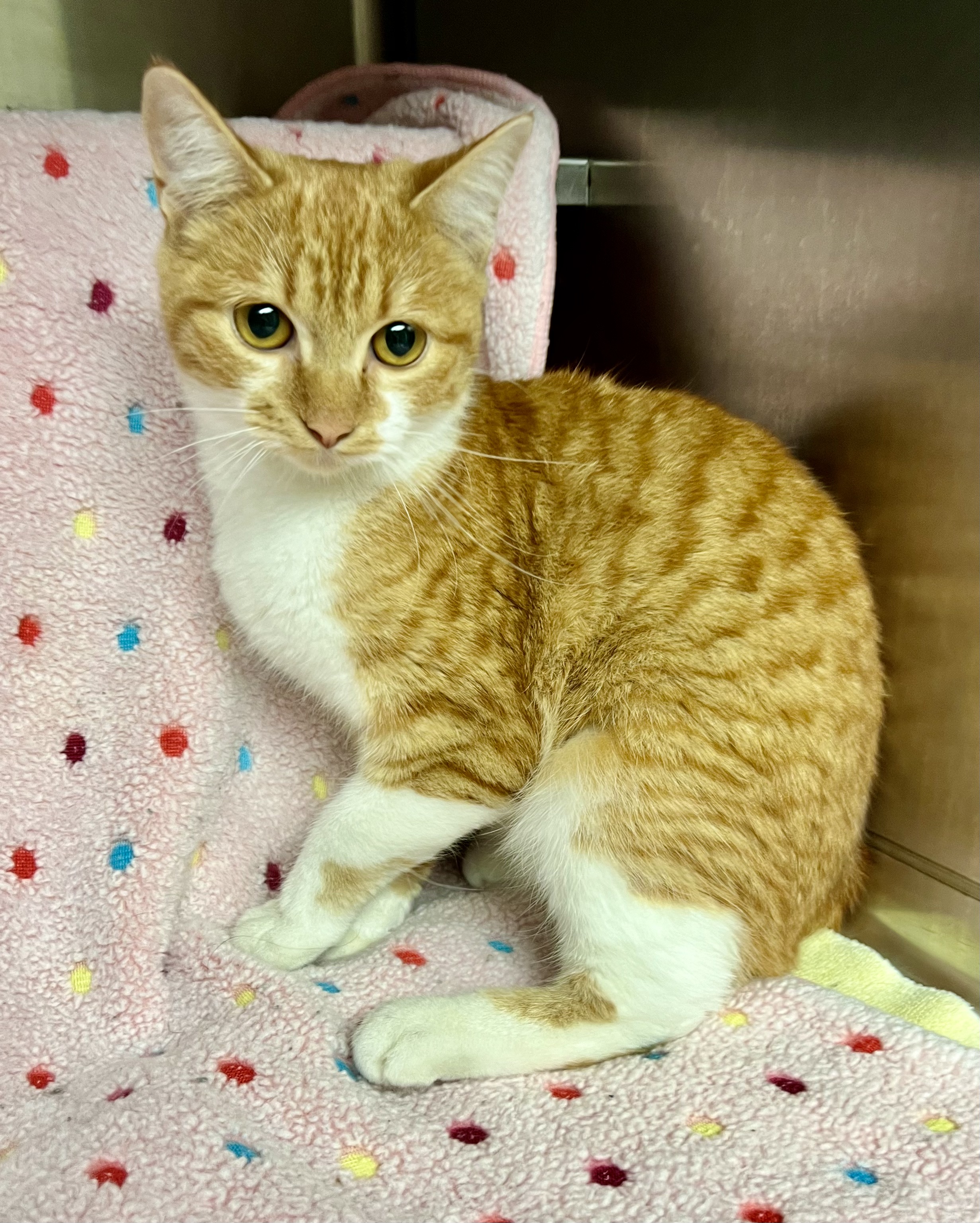 Cat for adoption Sunstorm, an American Shorthair in Lombard, IL