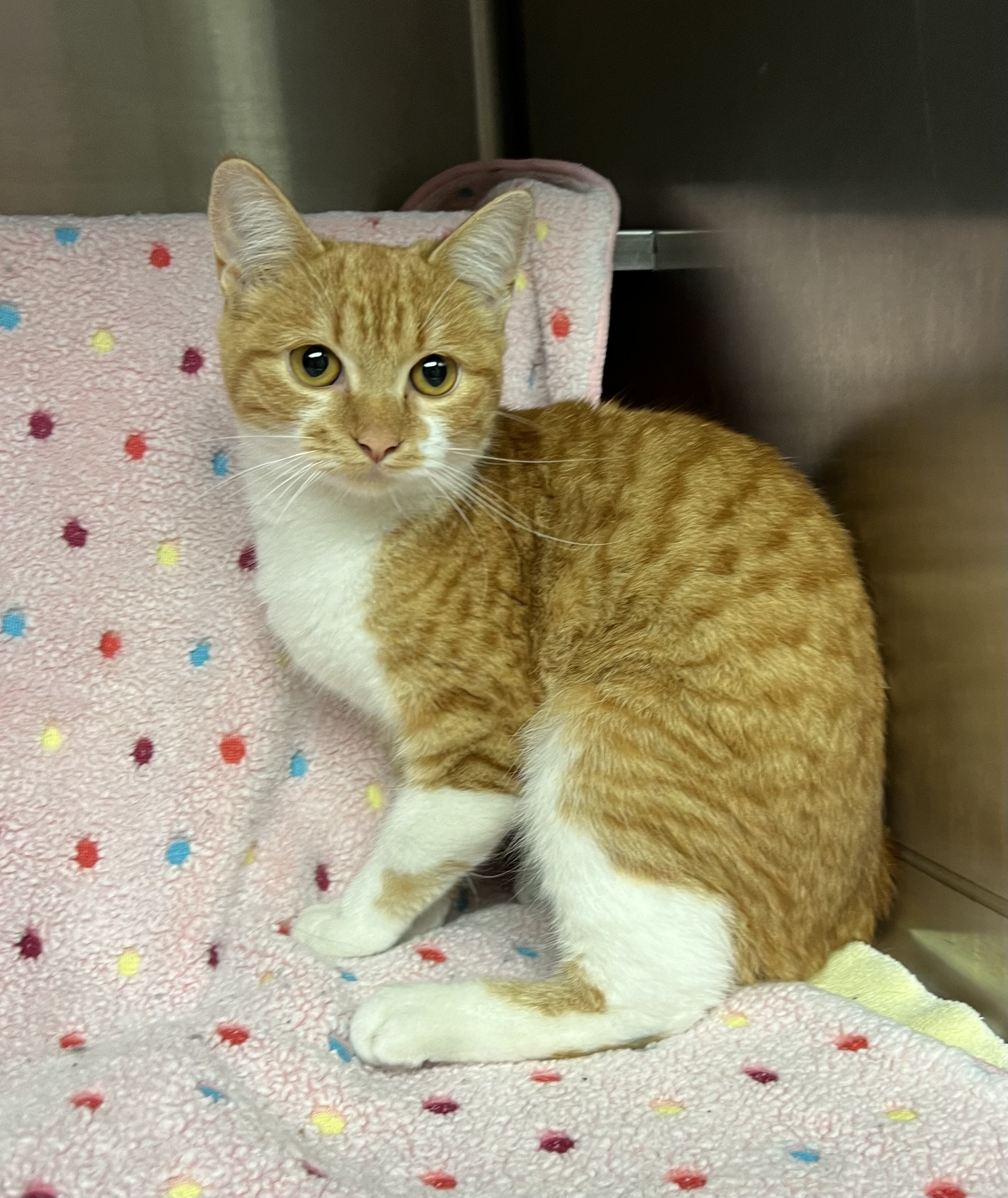 Cat for adoption Sunstorm, an American Shorthair in Lombard, IL