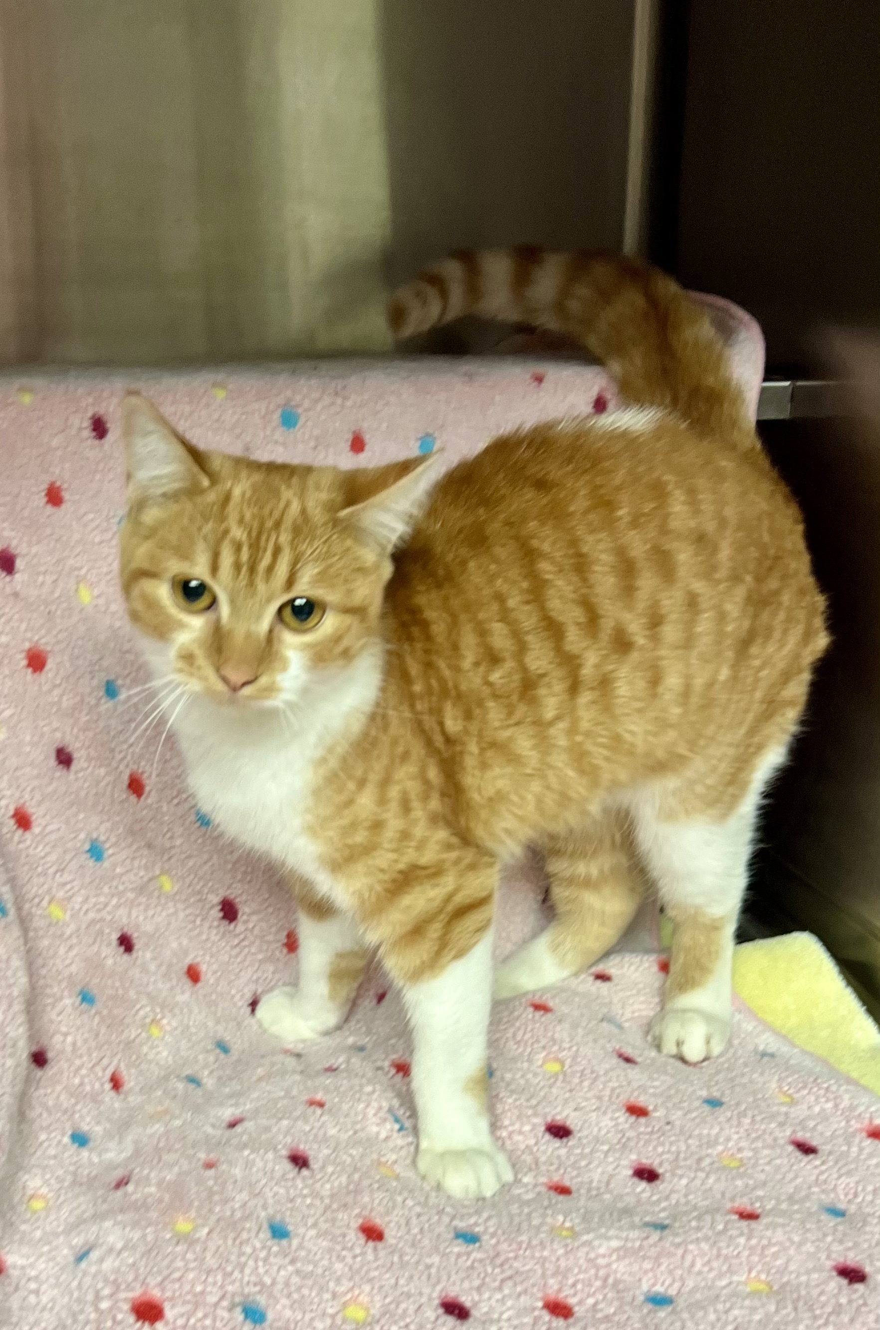 Cat for adoption Sunstorm, an American Shorthair in Lombard, IL