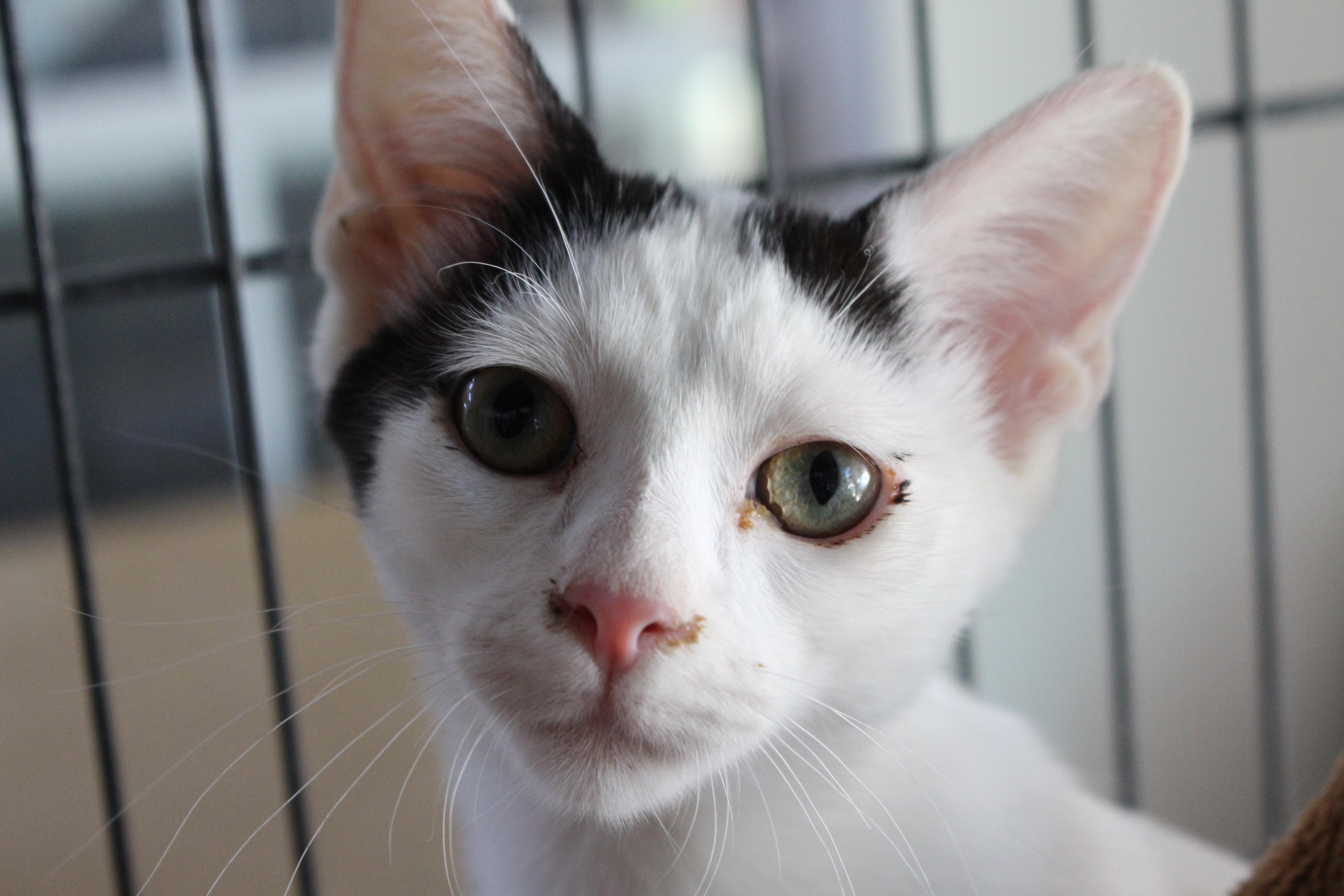 Enlarge 0429-2625, a ADOPTABLE Domestic Short Hair in Turlock, CA image 1/1
