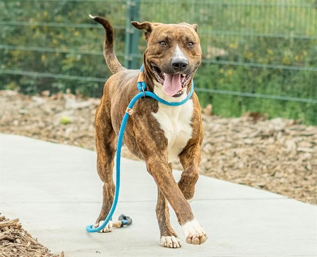 ACORN, Adoptable, Adult Male Pit Bull Terrier & Mixed Breed.