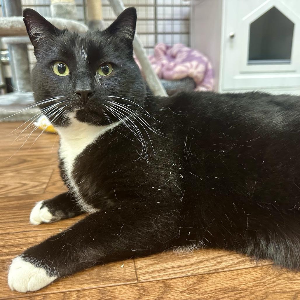 Mr. Beebs, Adoptable, Adult Male Domestic Short Hair.