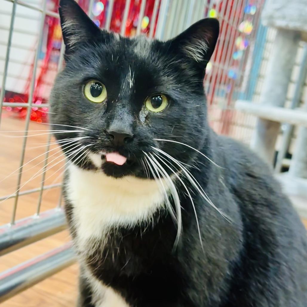 Enlarge Mr. Beebs, a Adoptable Domestic Short Hair in Saratoga Springs, NY image 2/2