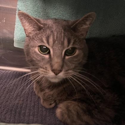 Enlarge Smokey, a Adoptable mixed breed in Madison, WI image 1/3